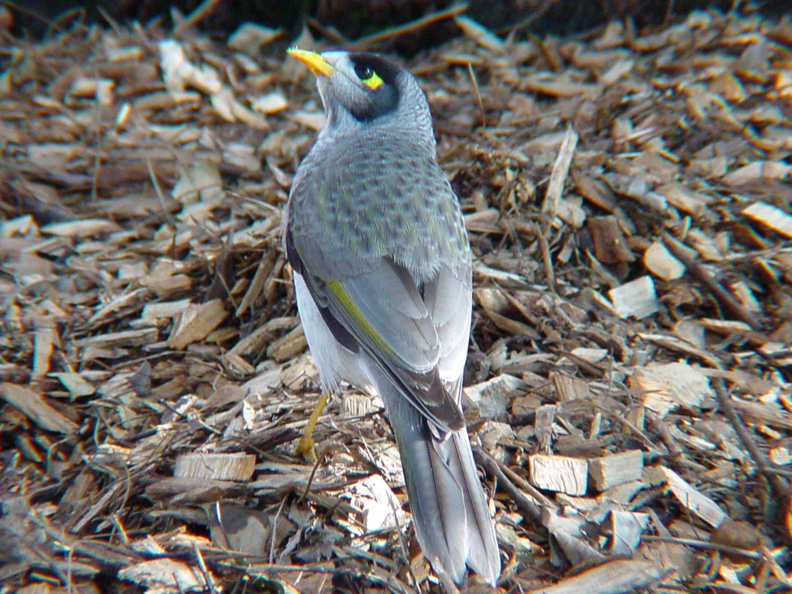 What Do Native Miner Birds Eat